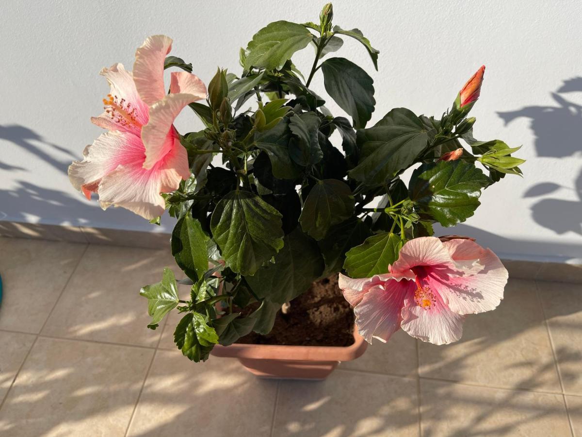 Red Hibiscus Stegna Guest House Archangelos  Exterior photo