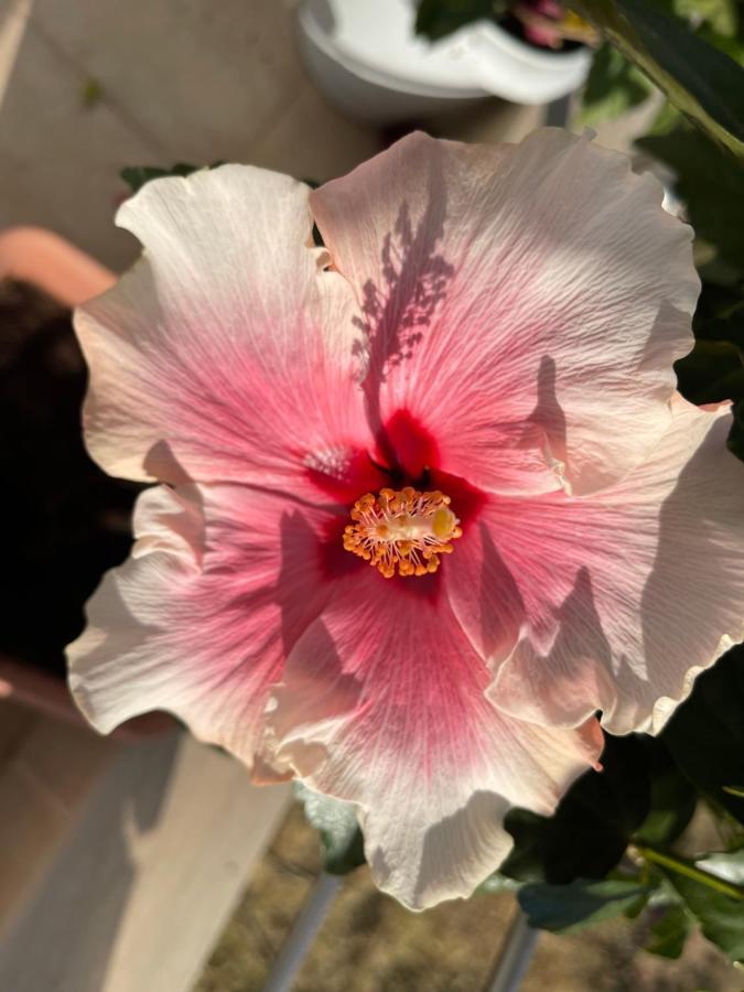 Red Hibiscus Stegna Guest House Archangelos  Exterior photo