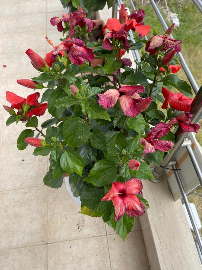 Red Hibiscus Stegna Guest House Archangelos  Exterior photo