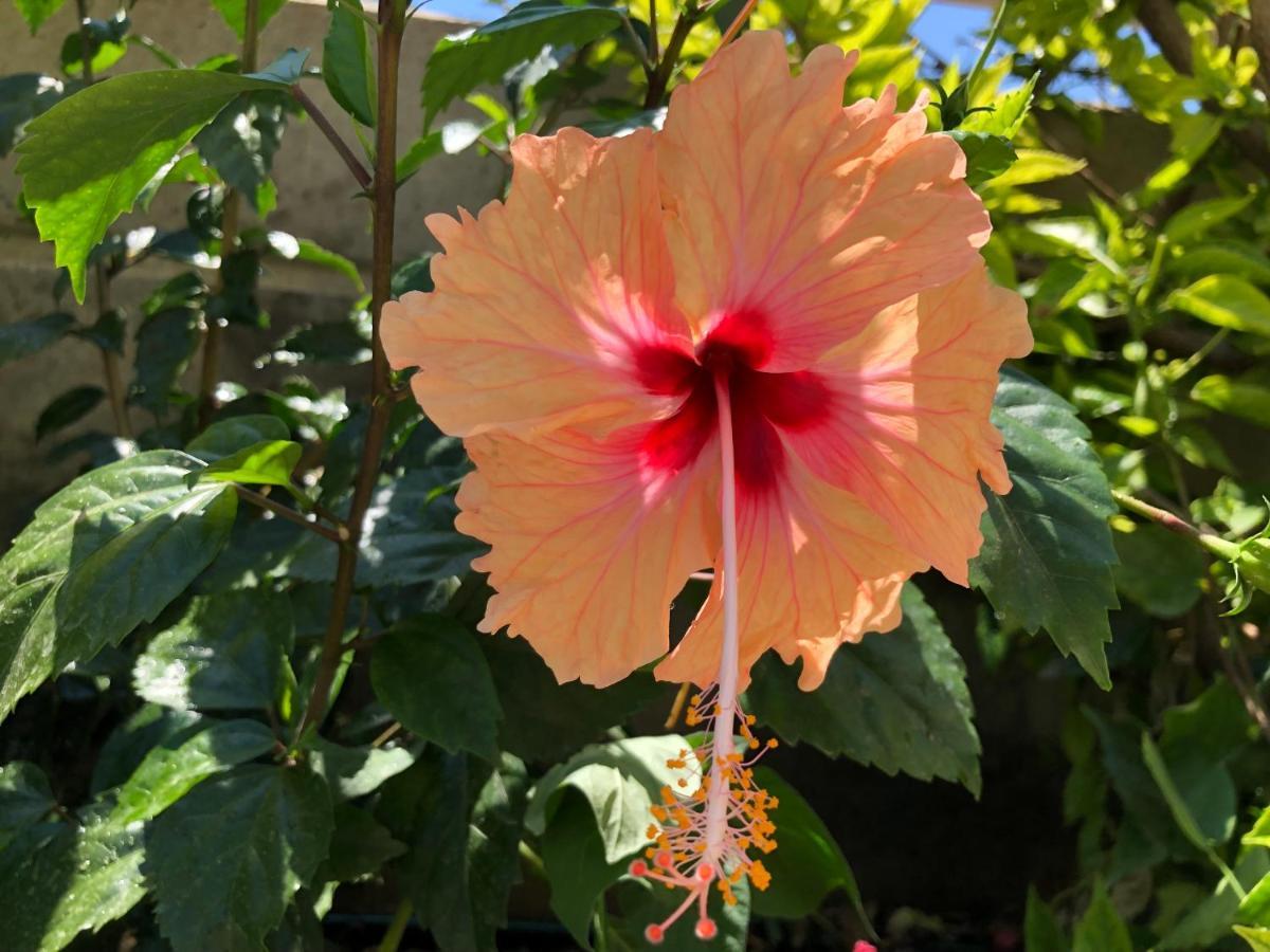 Red Hibiscus Stegna Guest House Archangelos  Exterior photo