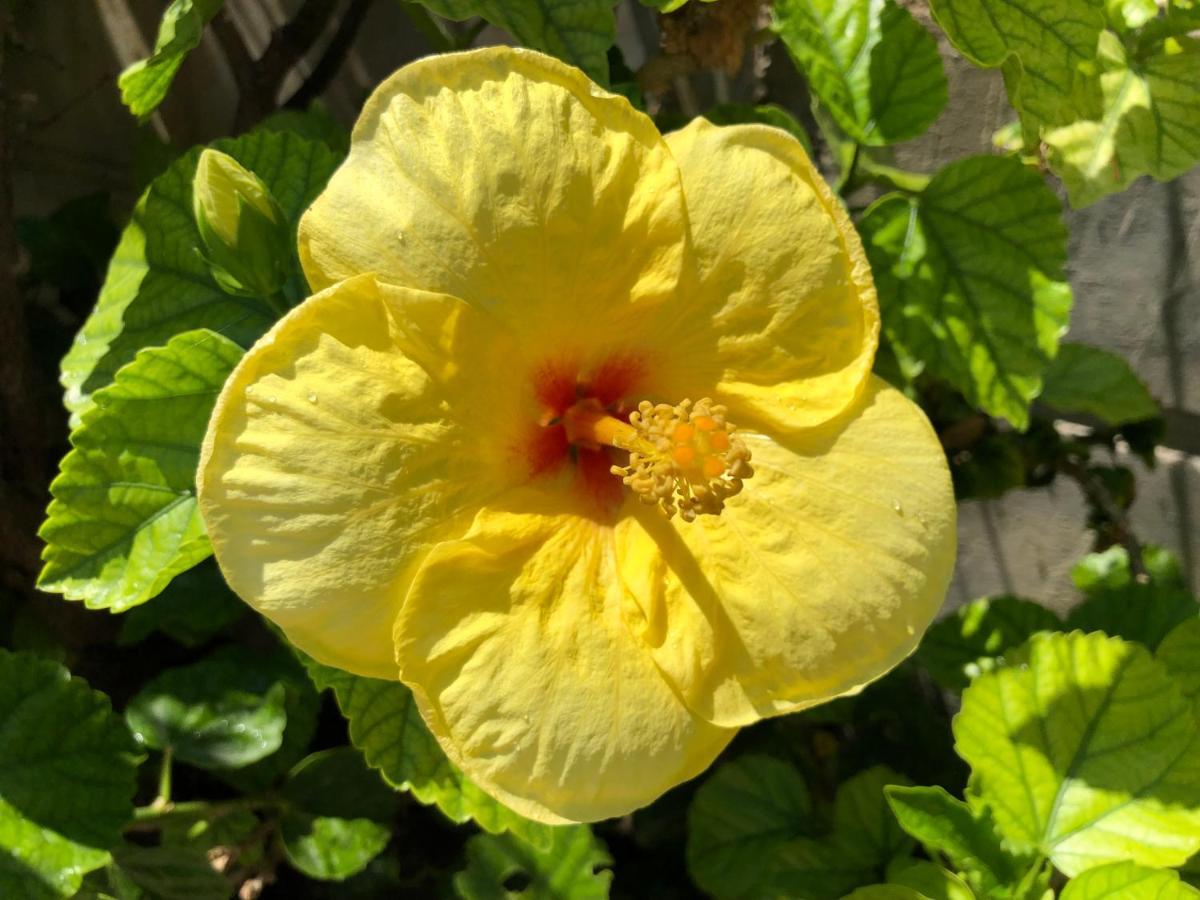 Red Hibiscus Stegna Guest House Archangelos  Exterior photo