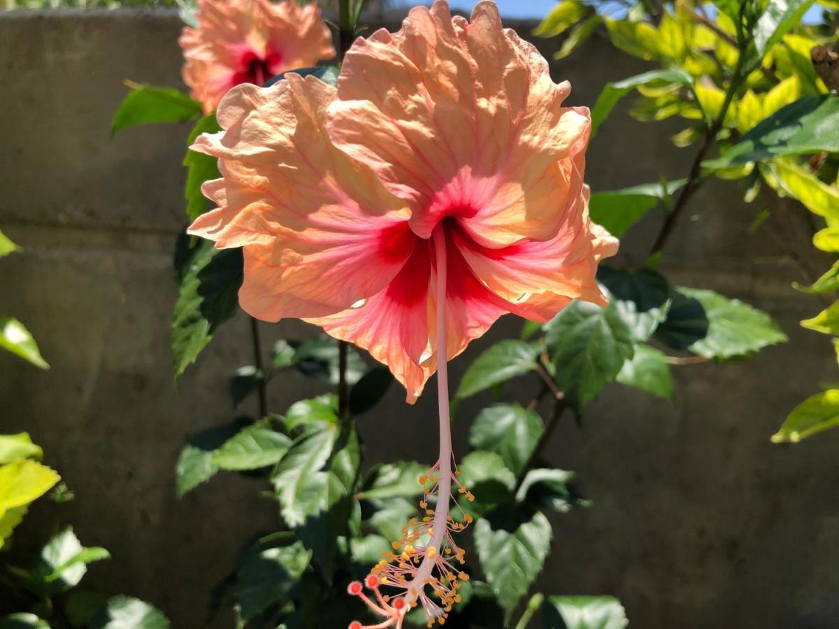 Red Hibiscus Stegna Guest House Archangelos  Exterior photo